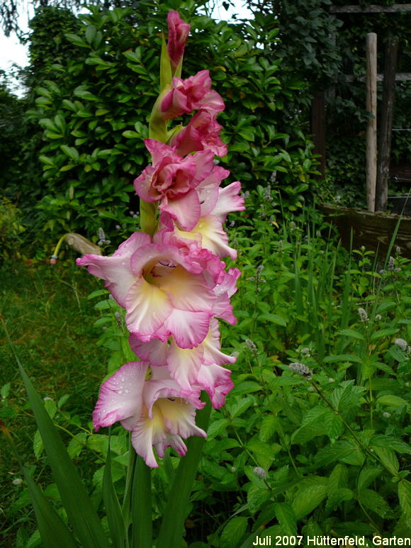 Gladiole GladiolusFranz+Sabine Juli07 020