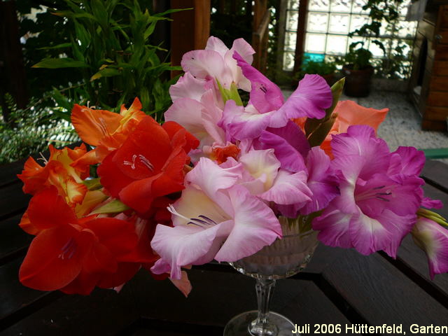 Gladiole Gladiolus Gladiolus Karte Fleckenzechlin 002