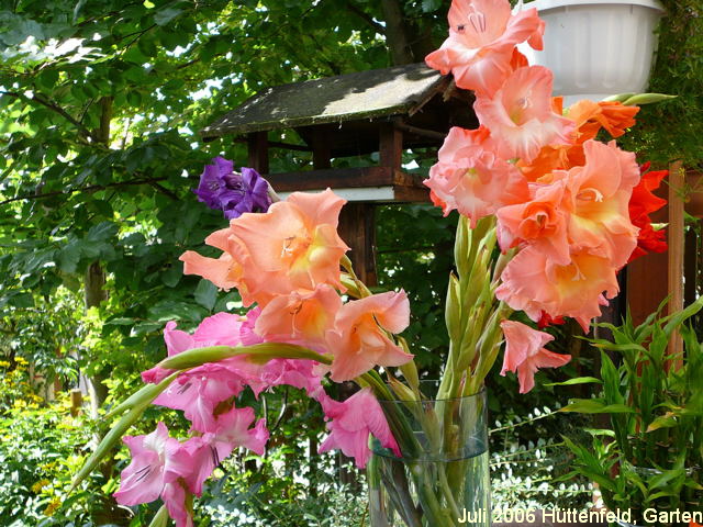 Gladiole Gladiolus Karte Fleckenzechlin 005