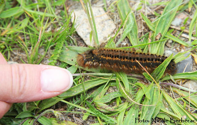 Grasglucke 4 29.6.2011 Dnemark Skovdy Strand_N