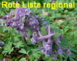 Hohler Lerchensporn kl.
