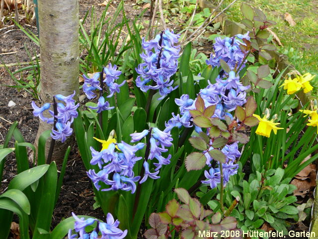 Hyazinthen Hyacinthus orientalis Mrz 2008 Httenfeld Schleuse & Wald & Blumen 139