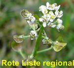 Kahler Bauernsenf (Teesdalia nudicaulis) kl.