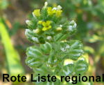 Kelch-Steinkraut (Alyssum alyssoides) kl.