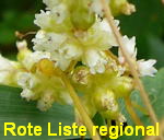 Nessel-Seide (Cuscuta europaea) kl.