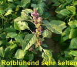 Rauhhaariger Fuchsschwanz rot kl.