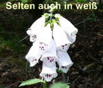 Roter Fingerhut Digitalis purpurea wei kl.