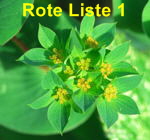 Rundblttrige Hasenohr (Bupleurum rotundifolium) Vom Aussterben bedroht!