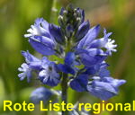 Schopfiges Kreuzblmchen Polygala comosa blau kl.