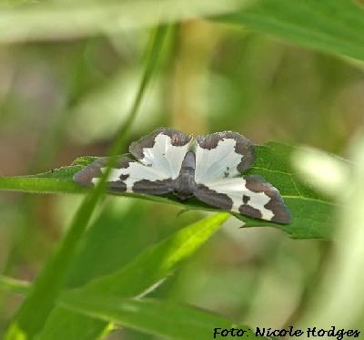 Schwarzrand-Harlekin (Vogelschmeispanner) Lomaspilis marginata -18.05.09-BrachackerbeiMlldeponie-N-1
