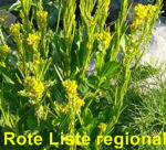 Steifes Barbarakraut (Barbarea stricta) kl.