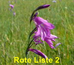 Sumpf-Gladiole Gladiolus palustris kl.