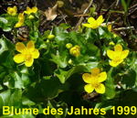 Sumpfdotterblume kl.