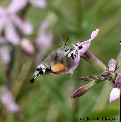 Taubenschwnzchen - Macroglossum stellatarum-zweiterGrabenHttenfeldHemsbach-1a-N