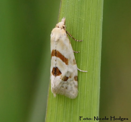 Wickler (Aethes smeathmanniana)-Mai09-WaldHttenfeld-3-N