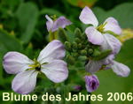 Wiesenschaumkraut kl.