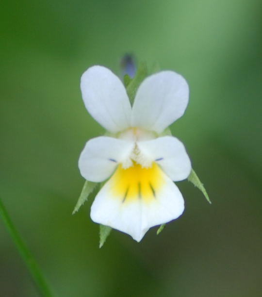 Acker-Stiefmtterchen - Viola arvensis