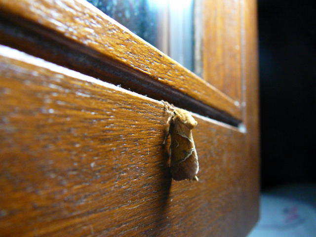 Ampfer-Wurzelbohrer - Triodia sylvina 