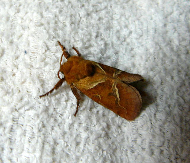 Ampfer-Wurzelbohrer - Triodia sylvina 