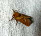 Ampfer-Wurzelbohrer - Triodia sylvina 
