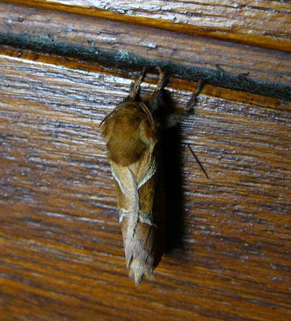 Ampfer-Wurzelbohrer - Triodia sylvina 