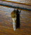 Ampfer-Wurzelbohrer - Triodia sylvina 