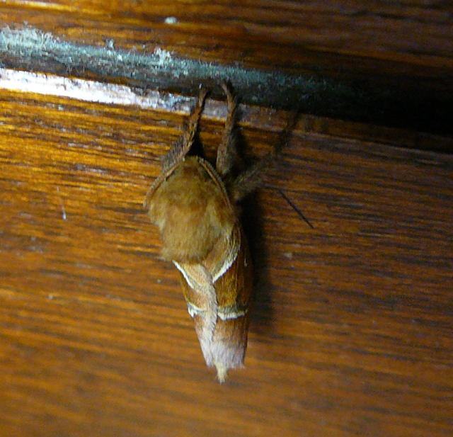 Ampfer-Wurzelbohrer - Triodia sylvina 