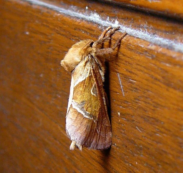 Ampfer-Wurzelbohrer - Triodia sylvina 