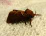 Ampfer-Wurzelbohrer - Triodia sylvina 
