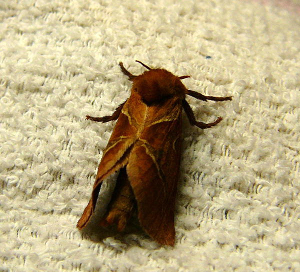 Ampfer-Wurzelbohrer - Triodia sylvina 