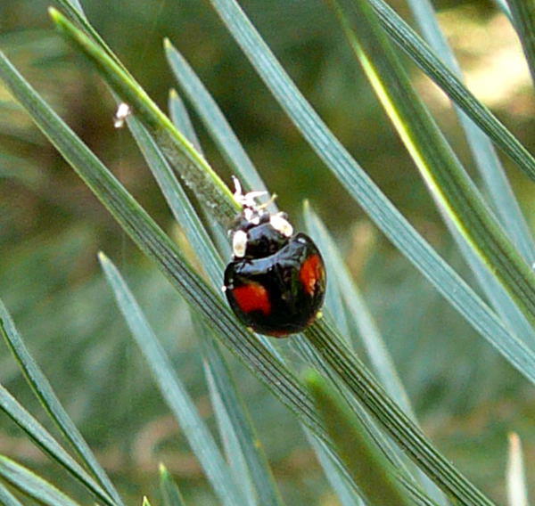 Asiatischer Marienkfer - Harmonia axyridis