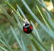 Asiatischer Marienkfer - Harmonia axyridis