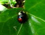 Asiatischer Marienkfer - Harmonia axyridis  