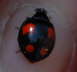Asiatischer Marienkfer - Harmonia axyridis
