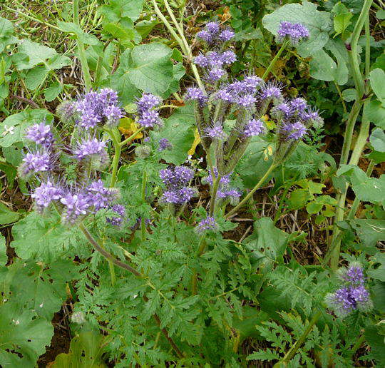 Bschelschn (Bienenfreund) - Phacelia tanacetifolia