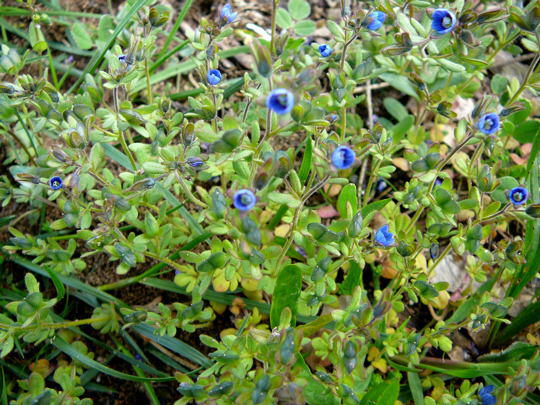 Dreiteiliger Ehrenpreis - Veronica triphyllos