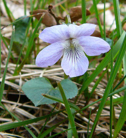 Hain-Veilchen - Viola riviniana