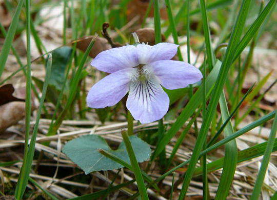Hain-Veilchen - Viola riviniana