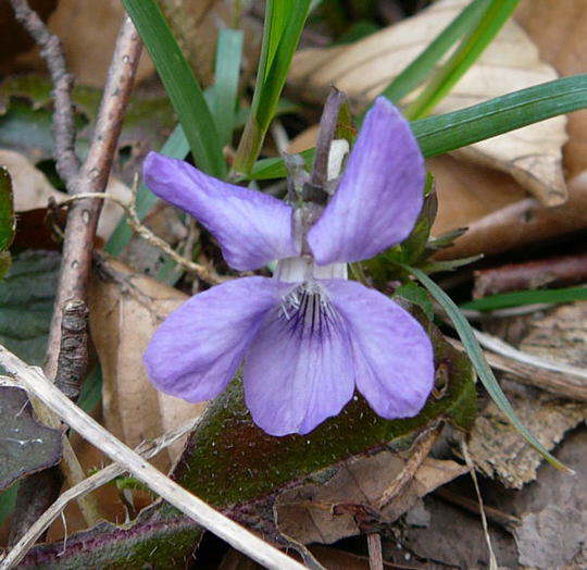 Hain-Veilchen - Viola riviniana
