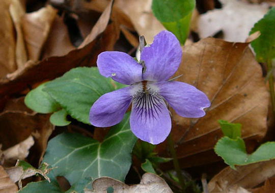 Hain-Veilchen - Viola riviniana
