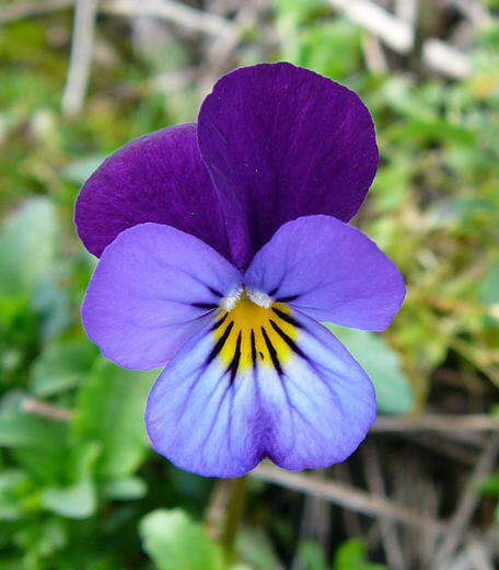 Wildes Stiefmtterchen - Viola tricolor