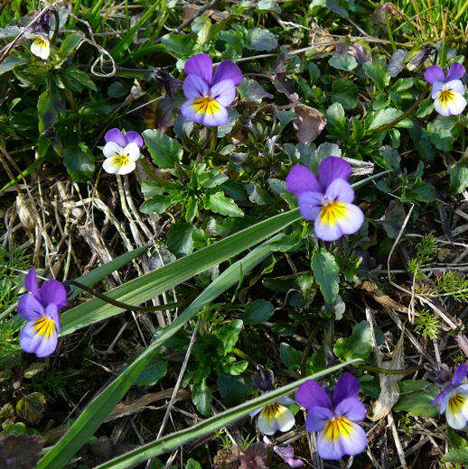Wildes Stiefmtterchen - Viola tricolor