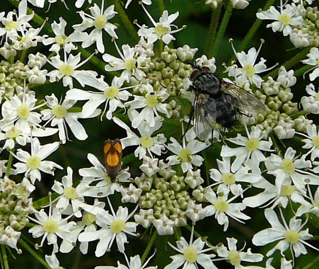 Brenklauwickler - Pammene aurana 