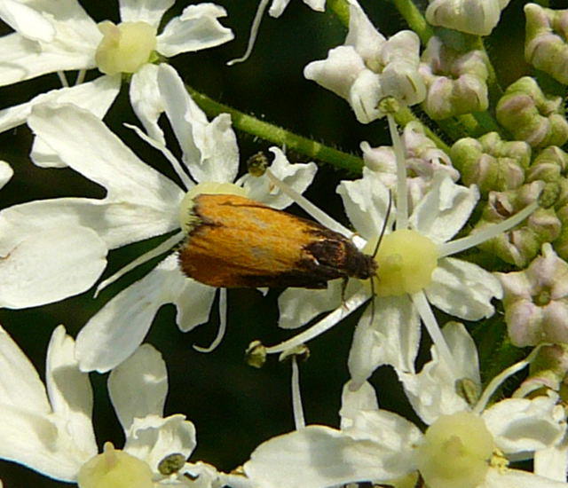Brenklauwickler - Pammene aurana 