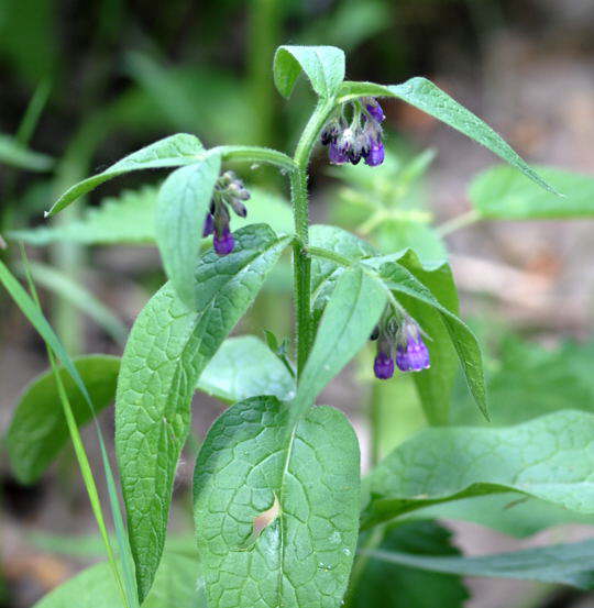 Bastard-Beinwell - Symphytum uplandicum