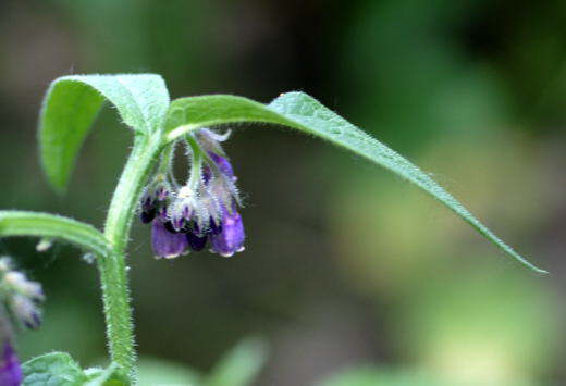 Bastard-Beinwell - Symphytum uplandicum