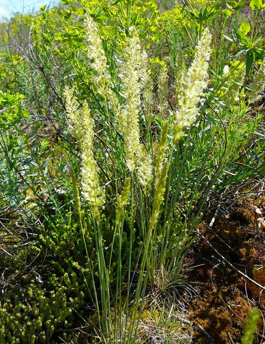 Blaugrnes Schillergras - Koeleria glauca