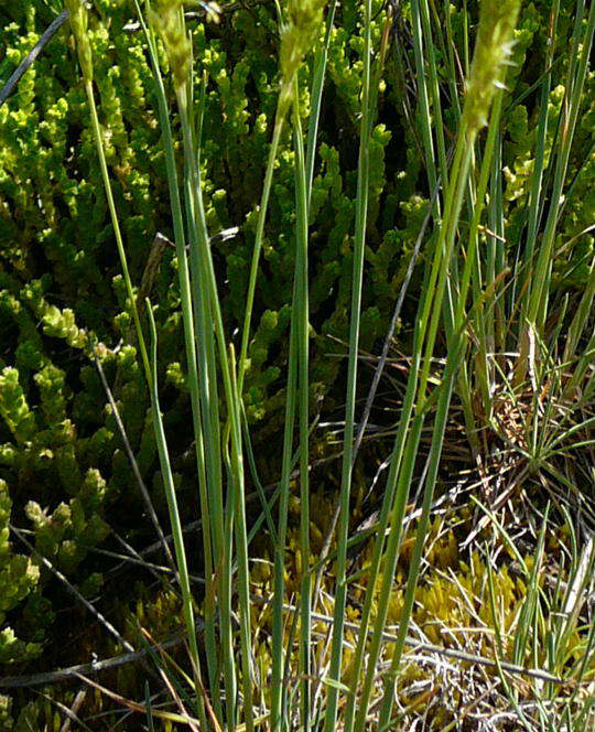 Blaugrnes Schillergras - Koeleria glauca