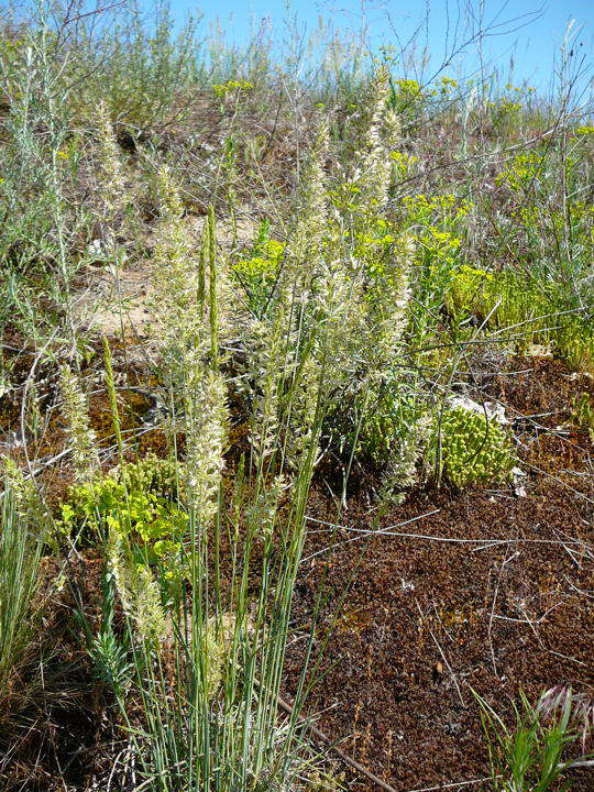 Blaugrnes Schillergras - Koeleria glauca