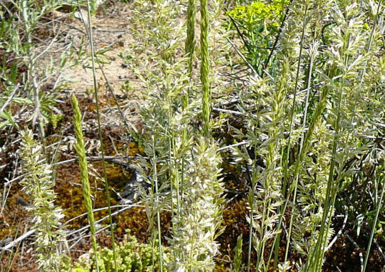 Blaugrnes Schillergras - Koeleria glauca